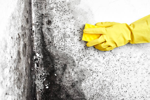 Professional Mold Removal in Harvard, IL