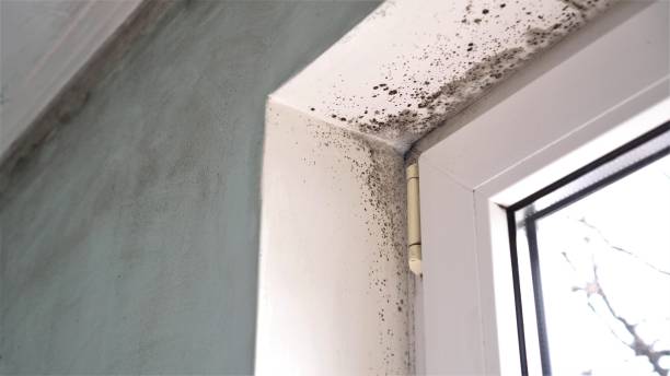 Home Mold Removal in Harvard, IL
