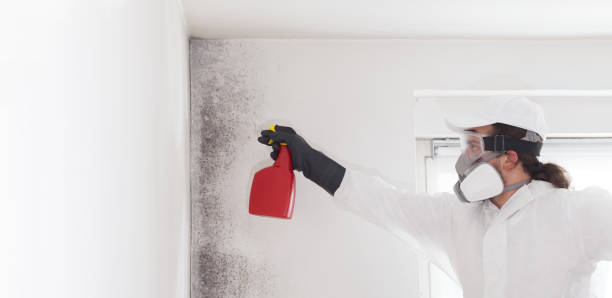 Best Office Mold Removal Services  in Harvard, IL