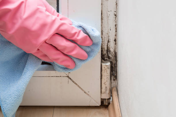 Best Black Mold Removal  in Harvard, IL